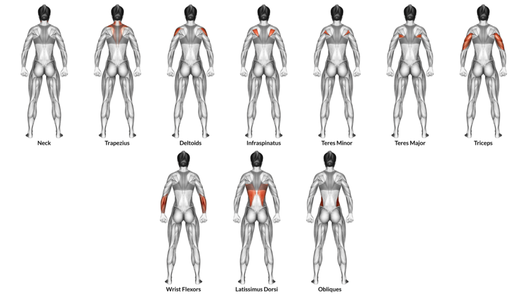 Muscles of the back are mostly involved with pulling motions