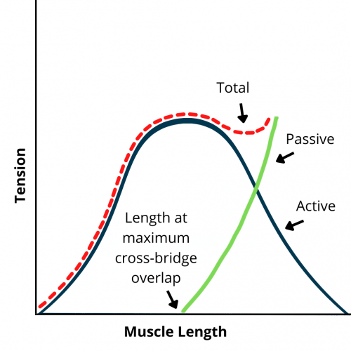 Length-Tension Curve